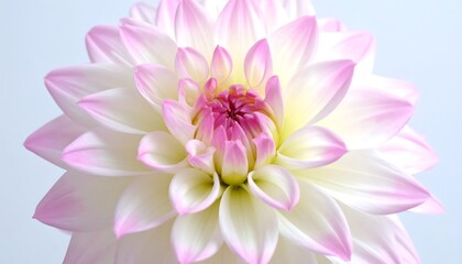 Close-up of a beautiful pink and white dahlia