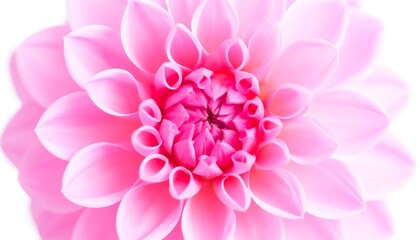 Close-up of a beautiful pink dahlia (2)