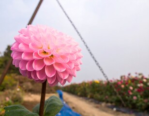 Close-up of a beautiful pink dahlia