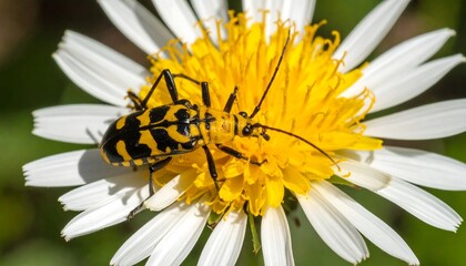 Close-up of a beetle on a dandelion