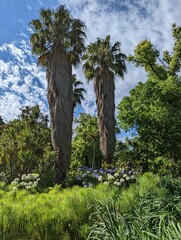 Palm trees in the park, Australia