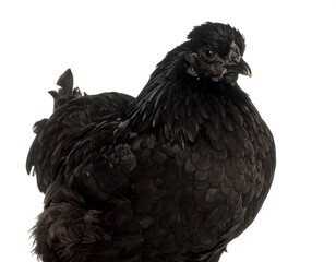 Close-up of a black hen