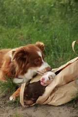 Brown and white dog is laying in a brown bag with a puppy inside