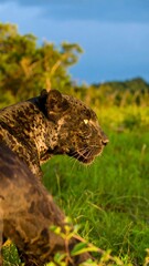 Close-up of a black panther in grassland