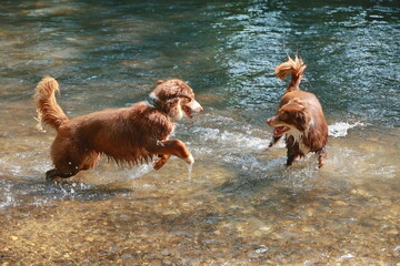 Two dogs are playing in a river