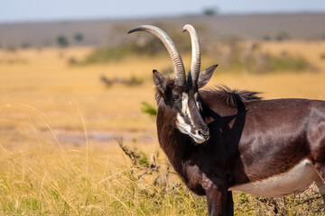 Oryx algazelle dans la plaine