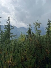 clouds over the forest Pine trees in the foreground with misty mountains and cloudy sky in the background.