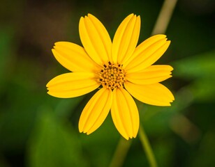 Close-up of a bright yellow flower (2)