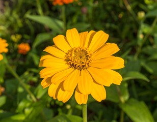 Close-up of a bright yellow flower in a garden setting