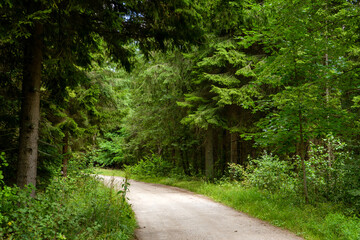 Puszcza Knyszyńska - Nadleśnictwo Żednia, Podlasie, Polska