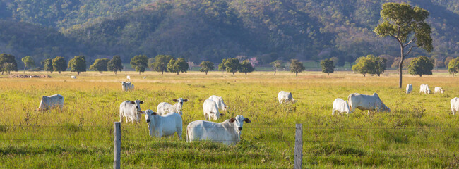 Rural landscapes in Brazil © Galyna Andrushko