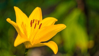 Close-up of a bright yellow lily
