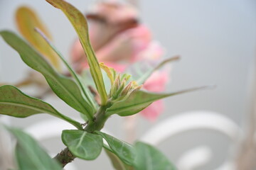 hibiscus plant with small buds 