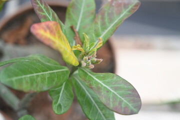top view of green hibiscus plant 