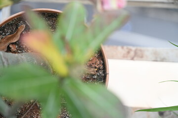 soil in focus rather than the green plant 