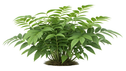 Beautiful plant PNG isolated on transparent background for design.
