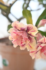 light pink light yellow light maroon coloured hibiscus in full bloom