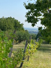rows of vines in vineyard