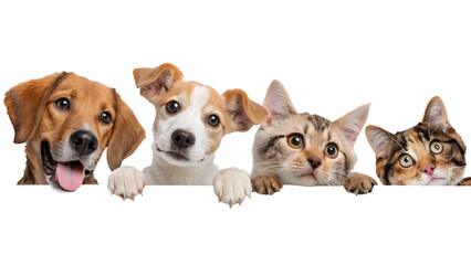 Dogs and cats peeking over web banner PNG transparent background