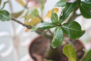 top view of green leaves of a hibiscus plant with water droplet just about to fall
