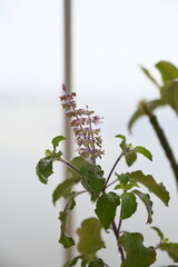 lavender plant in full bloom full focus 