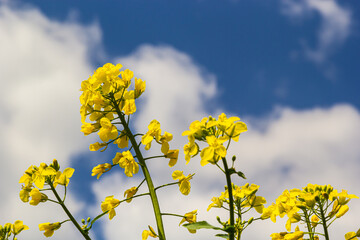 Obraz premium The rapeseed field blooms with bright yellow flowers on blue sky in Ukraine. Closeup