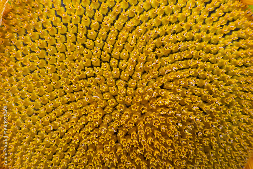 Poster spiral abstract pattern of the center of beautiful sunflower. close up showing neatly and methodical