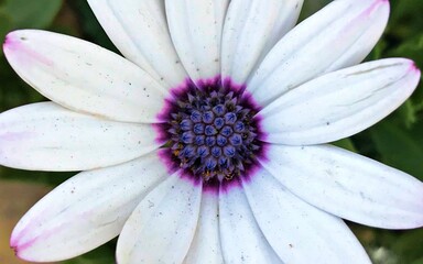 Close up to a Beautiful white Daisy Flower in Bloom. Daisy flower Aster close-up. Aster amellus...