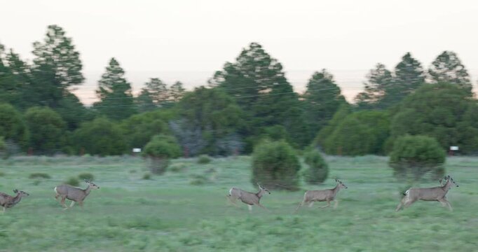 Mule Deer Running