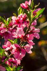 Beautiful Pink Peach Blossoms in a Garden, Pink Peach Flowers Blooming on Peach Tree, Beautiful peach flowers close up - as background, Flowering branch of fruit flower closeup