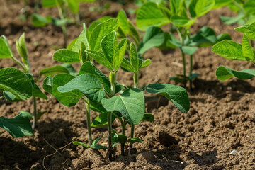Healthy soybean plants growing in rich soil under bright sunlight during the early stages of their development in a farm