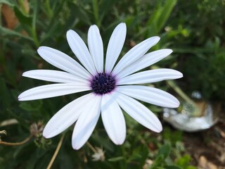 Close up to a Beautiful white Daisy Flower in Bloom. Daisy flower Aster close-up. Aster amellus...