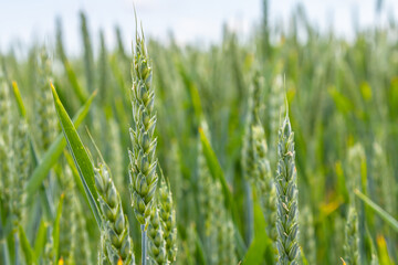 Wheat plants grow tall and vibrant under the sunlight in a fertile field during the summer season