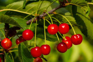 Cherry tree branches laden with ripe cherries in a sunlit garden during the summer season