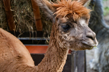 Fototapeta premium In the photograph, there is an alpaca with a joyful expression