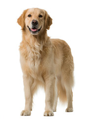 Obraz premium golden retriever isolated on white background