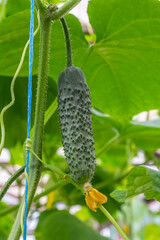 Fresh cucumber growing on a vine among green leaves in a garden during daytime in summer