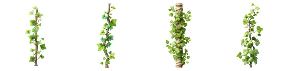 Obraz premium Ivy Vine Collection: Green Climbing Plant Illustrations on White Background