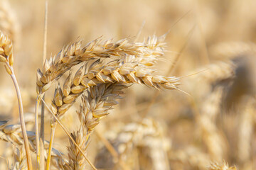 Golden wheat swaying gently in the breeze under a clear blue sky in a countryside field during late...