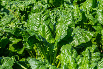 Fodder beet is a highly digestible feed with a beneficial effect on the health of animals. It has...