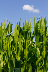 Obraz premium An industrial field of corn sprouts growing in black soil. Corn grow in beautiful rows at sunset. Agricultural landscape