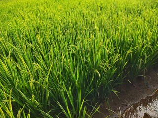 Fototapeta premium Close-up view of lush green rice plants in a tropical paddy field with irrigation water, symbolizing agriculture, farming, and rural landscape in Asia