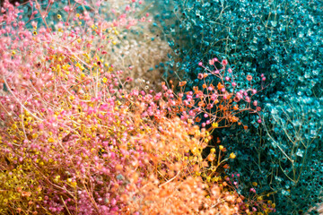 Dried herb aroma flowers in street market Chiang Mai, Thailand