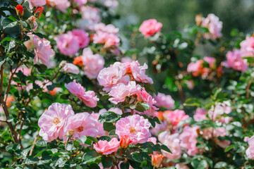 Colorful pink roses blooming in a garden during late spring