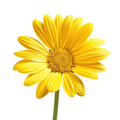 Naklejka premium Close-up of a bright yellow flower, petals sharply defined against a black background. A dark, central disc is visible