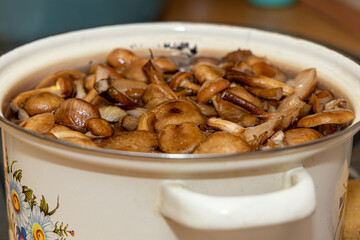 Delicious honey mushrooms in a ceramic plate . Honey fungus (Armillaria mellea) mushrooms in the...
