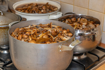 Delicious honey mushrooms in a ceramic plate . Honey fungus (Armillaria mellea) mushrooms in the bowl. Selective focus. Shallow depth of field.Mushrooms in a saucepan.