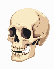 Obraz premium Side view skull with realistic bone details