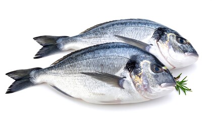 Two fresh, silver-scaled fish lie side-by-side on a white background, a sprig of rosemary nearby