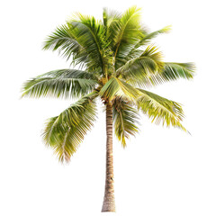 A vibrant coconut palm tree against a black background.